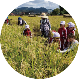 田植え